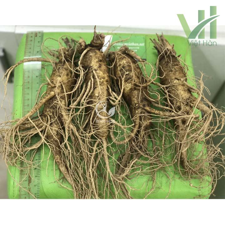 Sâm tươi 700g 4 củ có tác dụng chăm sóc sức khỏe hiệu quả