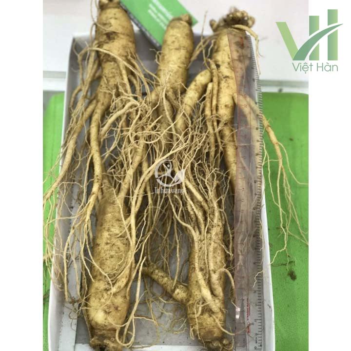 Sâm tươi Hàn Quốc loại 700g 5 củ được đựng trong hộp giáy sang trọng