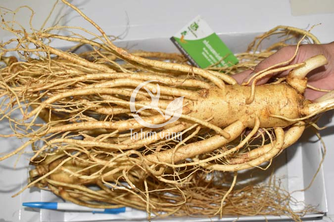 Hình ảnh 1 củ sâm tươi nặng 2,5 lạng Hình ảnh 1 củ sâm tươi nặng 2,5 lạng