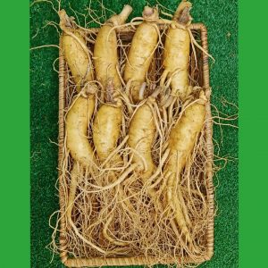 Nhân sâm tươi Hàn Quốc 8 củ 1 kg loại 1