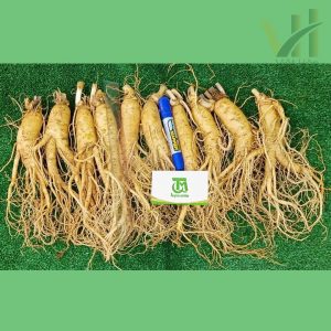 Sâm tươi Hàn Quốc 10 củ 1 kg - Sâm loại 1