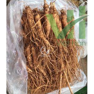 Sâm tươi Hàn Quốc 20 củ 1 kg loại 1