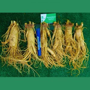 Sâm tươi Hàn Quốc 6 củ 1 Kg loại 1