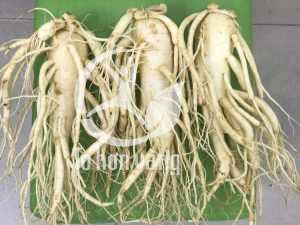 Nhân sâm tươi Hàn Quốc 6 năm tuổi tại showroom nhân sâm Việt Hàn