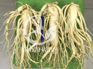 Cần phần biệt sâm tươi và hồng sâm, sâm tươi Hàn Quốc là loại thảo dược được trồng tự nhiên chưa qua sơ chế