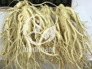 Sâm tươi Hàn Quốc có tác dụng hiệu quả đối với bệnh nhân tim mạch, cao huyết áp