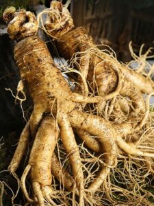 bán sâm tươi hàn quốc tại tphcm 1