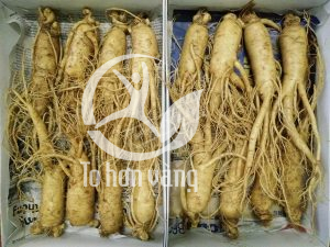 Sâm tươi Hàn Quốc ngày càng được nhiều người ưa chuộng và sử dụng để chăm sóc sức khỏe cho cả gia đình