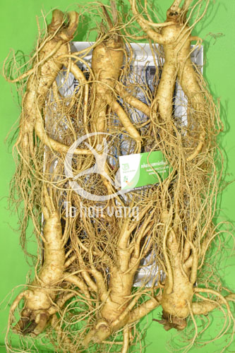 Thành phần chủ yếu và quý giá nhất trong sâm tươi Hàn Quốc đó là Saponin với nhiều công dụng khác nhau trong chăm sóc sức khỏe