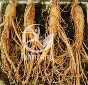 Sám tươi Hàn Quốc có tác dụng hiệu quả đối với các bệnh về tim mạch, huyết áp và tăng cường sức lực