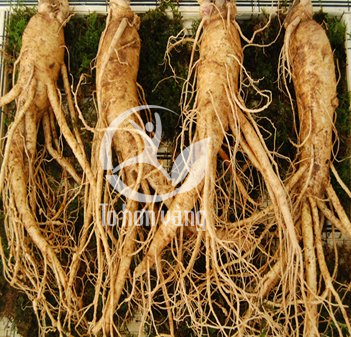 Sám tươi Hàn Quốc có tác dụng hiệu quả đối với các bệnh về tim mạch, huyết áp và tăng cường sức lực
