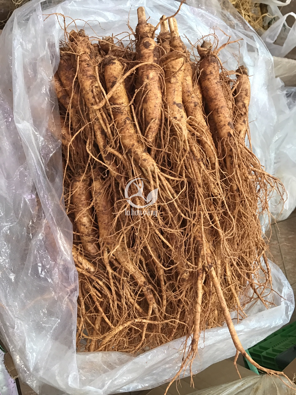 Sâm tươi loại 14 củ 700 gram luôn có sẵn tại cửa hàng Sâm tươi loại 14 củ 700 gram luôn có sẵn tại cửa hàng
