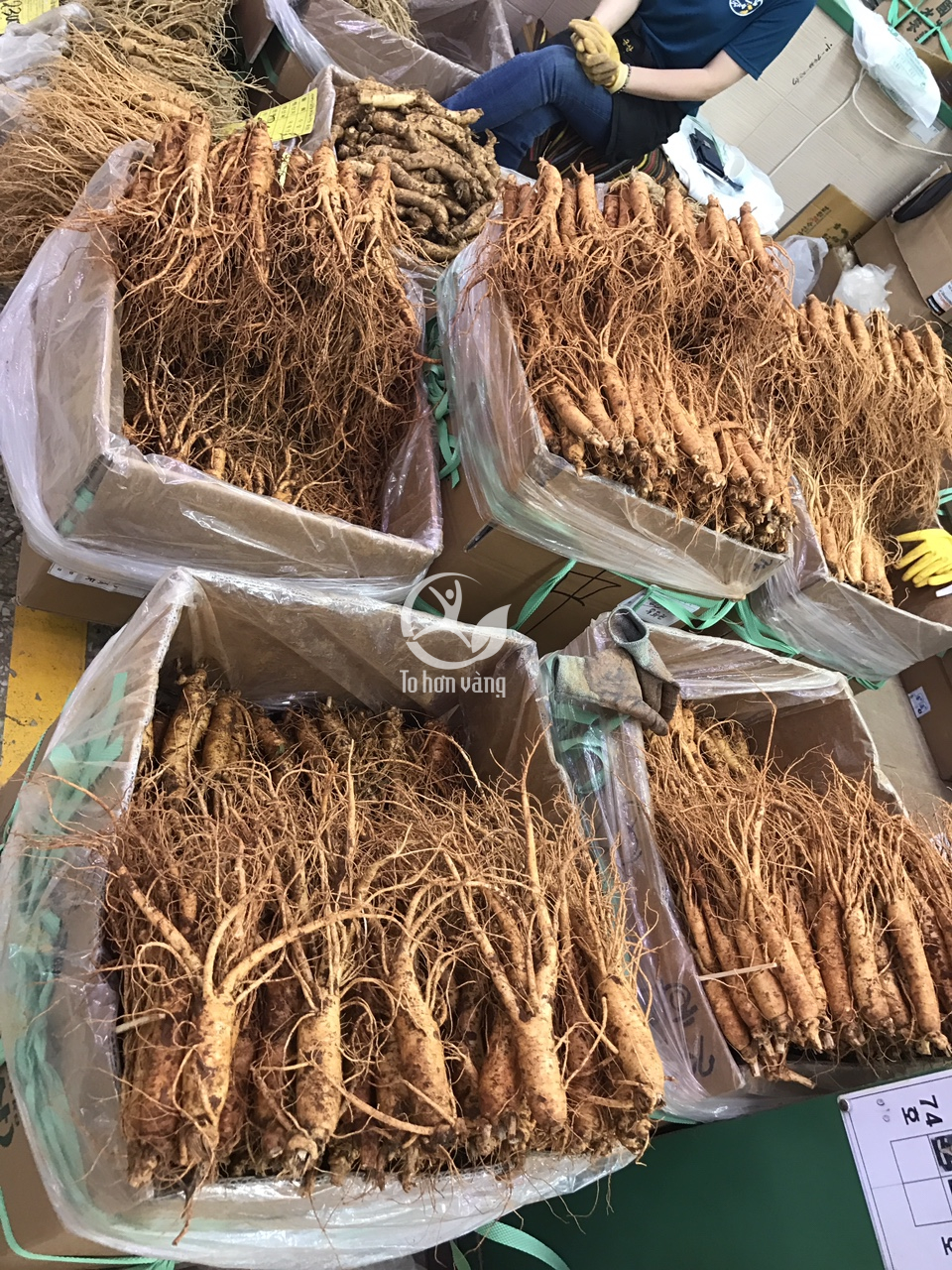 Sâm tươi Hàn Quốc 14 củ 700 gram loại 1 được nhập khẩu trực tiếp từ các trang trại trông sâm Hàn Quốc Sâm tươi Hàn Quốc 14 củ 700 gram loại 1 được nhập khẩu trực tiếp từ các trang trại trông sâm Hàn Quốc