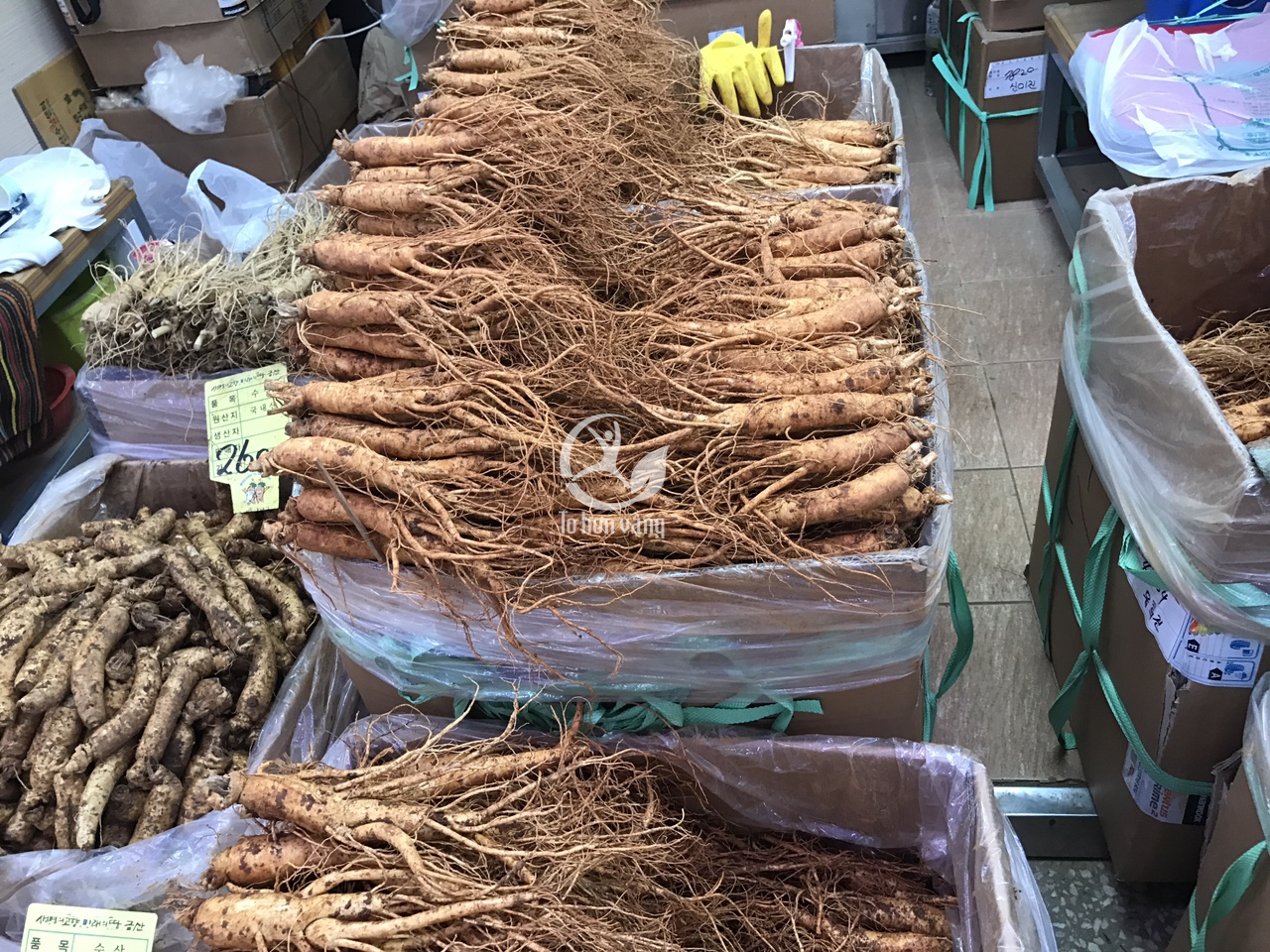 Sâm tươi 14 củ 700 gram dùng chế biến các món ăn giúp bồi bổ sức khỏe hiệu quả Sâm tươi 14 củ 700 gram dùng chế biến các món ăn giúp bồi bổ sức khỏe hiệu quả