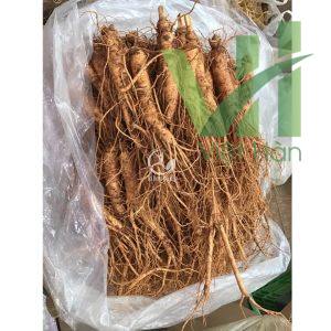 Sâm tươi Hàn Quốc 14 củ 700 Gram loại 1 còn nguyên lớp đất