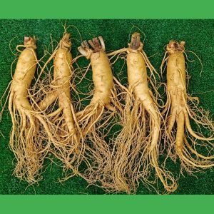 Sâm tươi Hàn Quốc 5 củ 700 gram loại 1