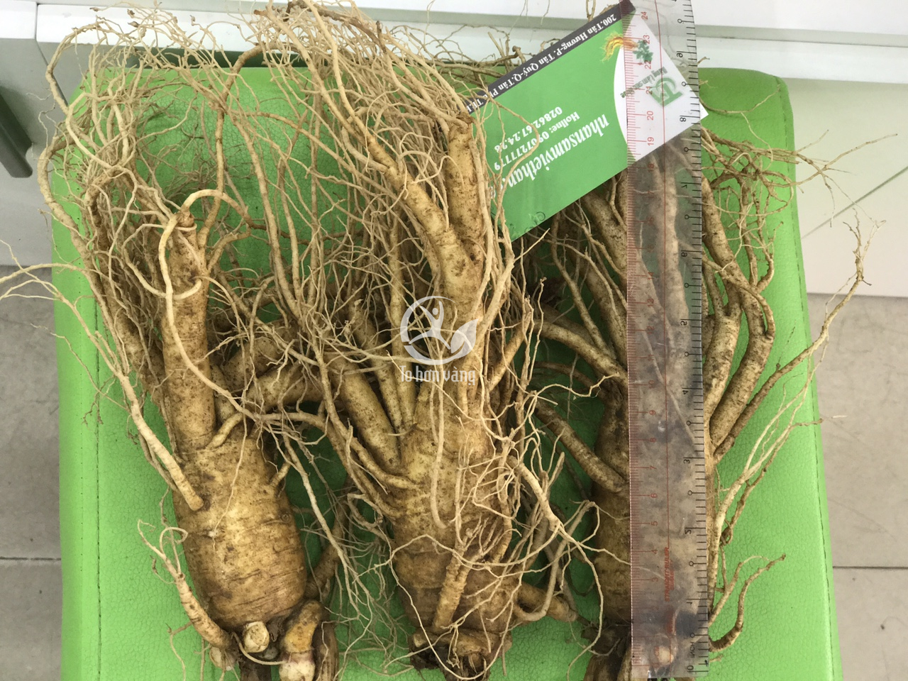 Sâm tươi Hàn Quốc loại 3 củ 700 gram Sâm tươi Hàn Quốc loại 3 củ 700 gram