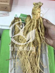 Sâm tươi Hàn Quốc không nên sử dụng cho trẻ em dưới 15 tuổi và phụ nữ đang có thai