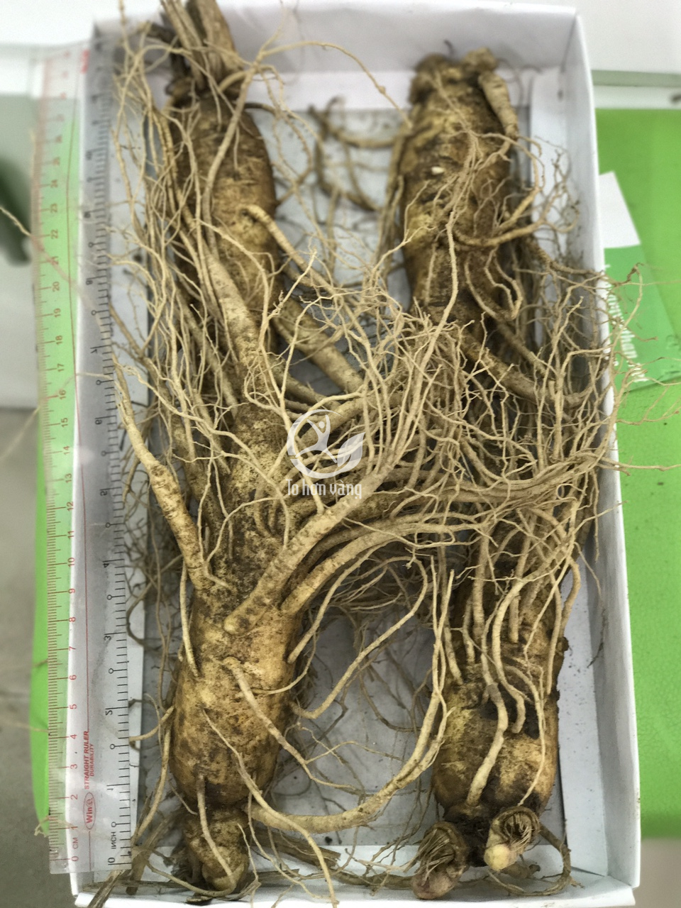 Sấm tươi Hàn Quốc 4 củ 700 gram chứa hàm lượng saponin khá cao Sấm tươi Hàn Quốc 4 củ 700 gram chứa hàm lượng saponin khá cao