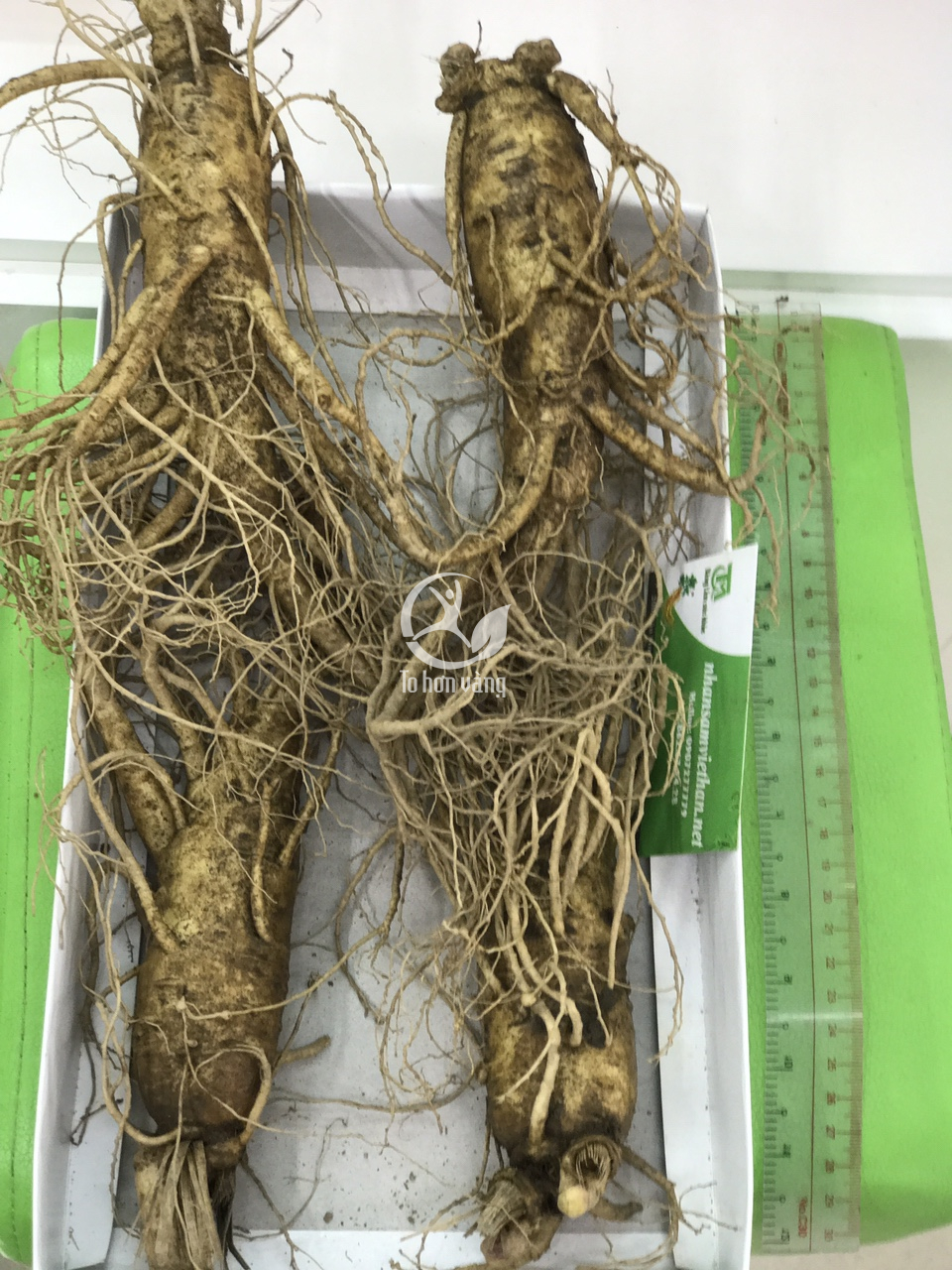 Sâm tươi 4 củ 700 gram loại 1 Sâm tươi 4 củ 700 gram loại 1