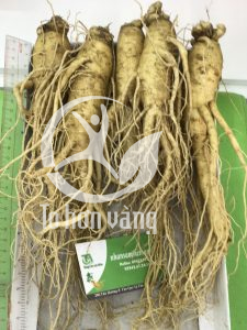 Sâm tươi Hàn Quốc phù hợp cho những người già suy nhược cơ thể, tăng cường sức khỏe