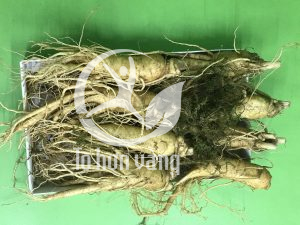 Sâm tươi Hàn Quốc phù hợp với nhiều đối tượng sử dụng