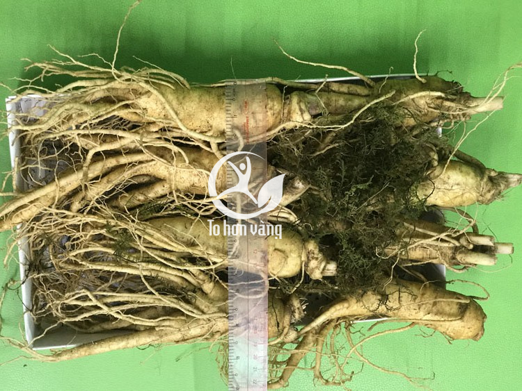 Những củ sâm tươi được lựa chọn phải đủ 6 năm tuổi, khi đó mới hoàn thiện các chất dinh dưỡng Những củ sâm tươi được lựa chọn phải đủ 6 năm tuổi, khi đó mới hoàn thiện các chất dinh dưỡng