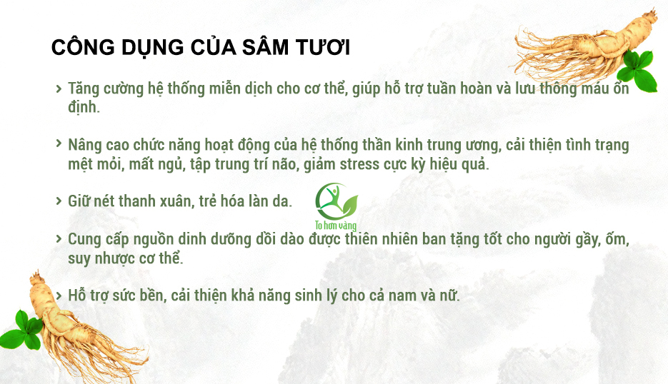 Hình ảnh: Công dụng sâm tươi Hình ảnh: Công dụng sâm tươi