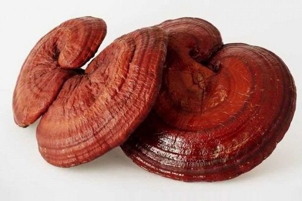 nấm linh chi hàn quốc