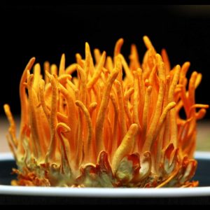 Đông trùng hạ thảo tươi