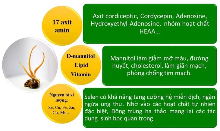 thành phần có trong đông trùng hạ thảo
