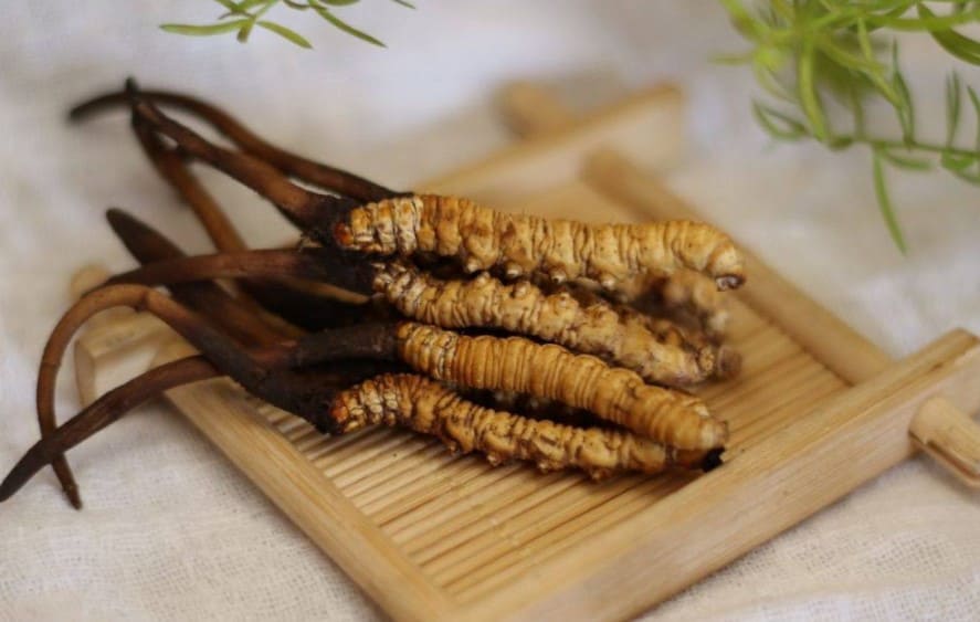 đông trùng hạ thảo