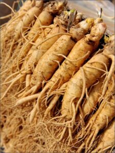 sâm tươi hàn quốc