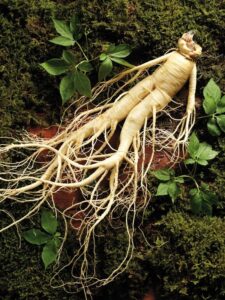 cách sử dụng sâm tươi hàn quốc