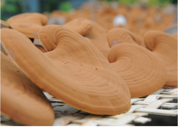 Bào tử Nấm Linh chi là gì? Hướng dẫn sử dụng Bào tử Nấm Linh chi