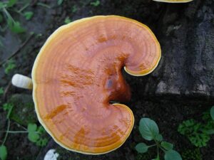 Có mấy loại Nấm Linh chi Korea? Nấm Linh chi loại nào tốt nhất?