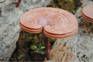 Công dụng của Nấm Linh chi Hàn Quốc được ưa chuộng hiện nay