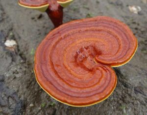 Những đối tượng nên và không nên sử dụng Nấm Linh Chi Hàn Quốc