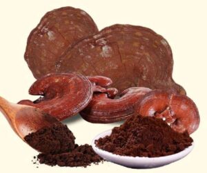 nấm linh chi dùng hãm trà 