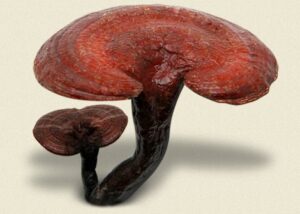 Nên mua Nấm Linh chi Hàn Quốc chính hãng tại đâu?