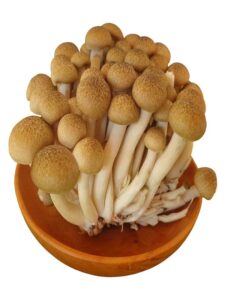 Nấm linh chi nâu là gì? Tác dụng tuyệt vời có thể bạn chưa biết