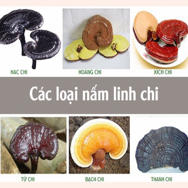 Các loại nấm linh chi tự nhiên 