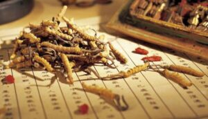 Đông trùng hạ thảo có tác dụng gì