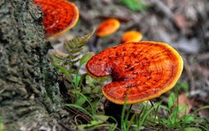 tác hại của nấm linh chi