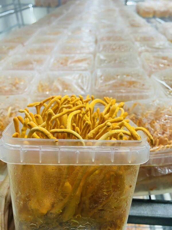 bảo quản đông trùng khô