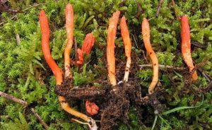 cảnh báo ngộ độc vì nhầm lẫn đông trùng và nấm độc