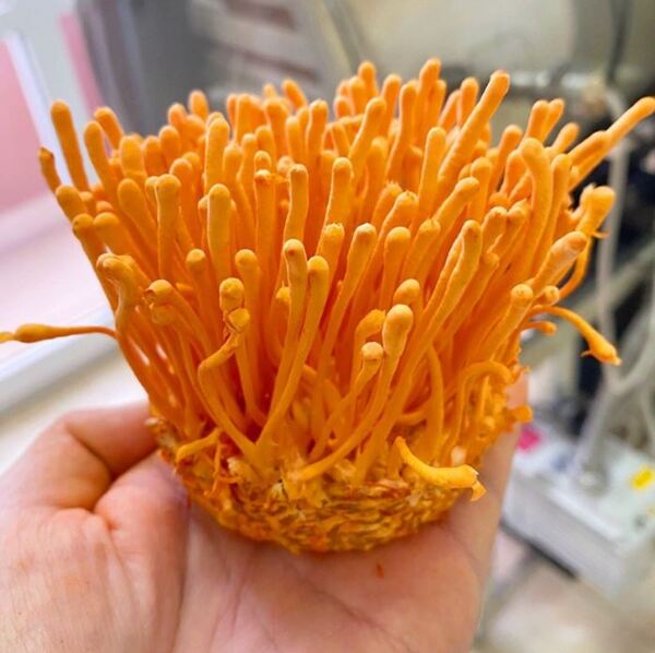 Chất lượng đông trùng hạ thảo