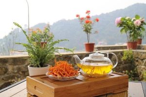 Lợi ích sức khoẻ từ trà đông trùng