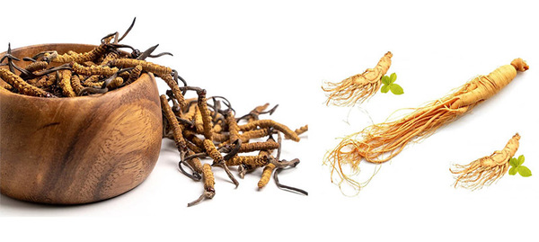 trà đông trùng nhân sâm