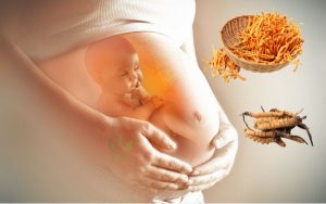 Đông trùng hạ thảo tốt cho bà bầu như thế nào